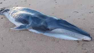 Cachorro de ballena aparecido en la playa de Quilmas en Carnota
