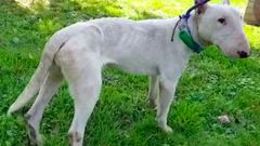 �Quique�, uno de los inquilinos sin microchip de La Bolgachina