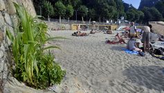 La plantaci�n ha soportado bien las condiciones precarias del suelo de la playa y todo indica que habr� cosecha en Portocelo. 