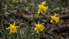 Ejemplares de Narcissus bulbocodium o narciso acampanado