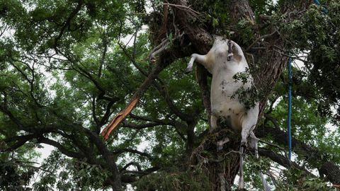 El cuerpo de una vaca cuelga de un árbol, después de las inundaciones en la localida texana de Hunt.