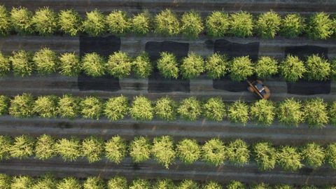 Imagen de archivo de�un campo con unos�almendros