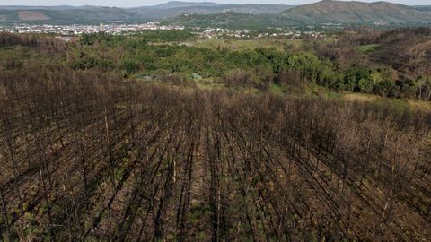 La zona quemada permanece sin atisbo de vegetacin un ao despus