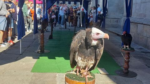 Cetrería en la feria medieval de Lugo