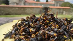 Velutinas capturadas el a�o pasado en Zas