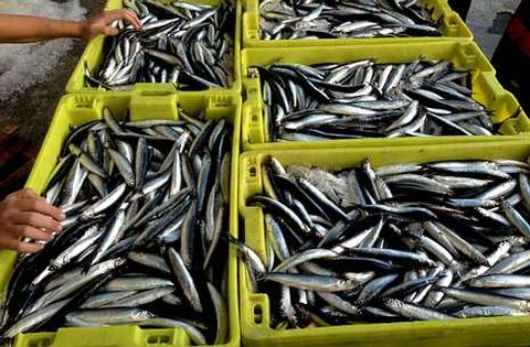 Fuentes del sector aseguran que abunda la anchoa, aunque los ejemplares son peque�os