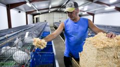 Gonz�lez, preparando camas para animales en su explotaci�n