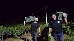 Primera vendimia nocturna en Ribeira Sacra