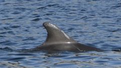 Uno de los dos arroaces que quedaron atrapados en la bajamar en una poza en Louriz�n
