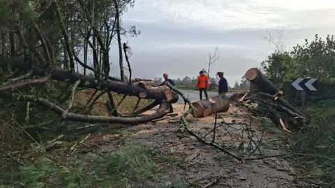 Árbol caído en la carretera de acceso a cabo Cee, Corcubión.