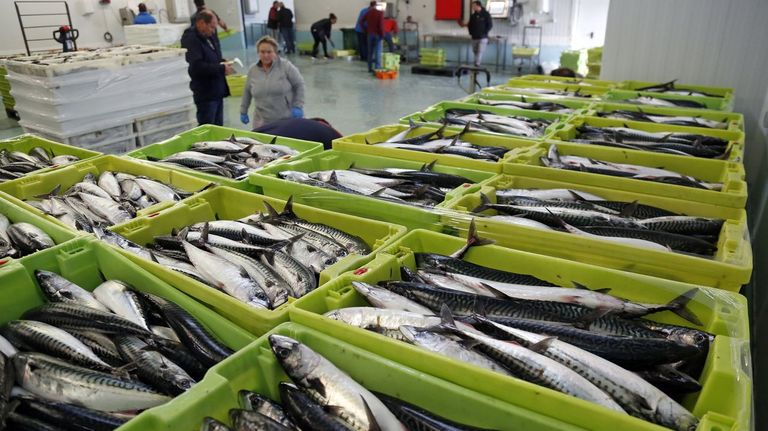 Las 5.900 toneladas de xarda (caballa) que podr� capturar la flota de litoral este a�o son menos de un tercio de las que descarg� en el 2025