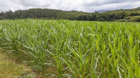 En el�Banco de Terras hay 19.000 parcelas incorporadas