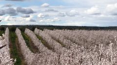 Plantaci�n de almendros en Arag�n