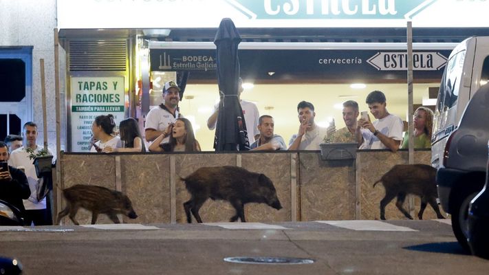 Unos jabal&iacute;es invadieron el casco urbano de diversos puntos de Galicia. As&iacute; fueron captados en A Coru&ntilde;a. 13/09/2023