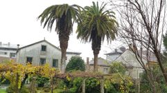 Poda de altura de una palmera