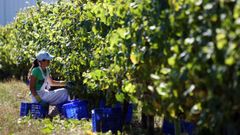 Vendimia en la Bodegas Terras Gauda
