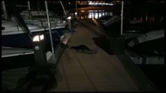 Las im�genes de la familia de nutrias que se dejan ver en el puerto de Sanxenxo