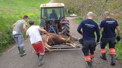 Rescate de una vaca en Fontaciera, en Gijón