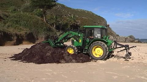 Recogida de ocle en Llanes. /RTPA