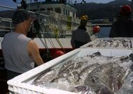 Celeiro y Burela subastaron durante el a�o reci�n acabado 22 millones de kilos de merluza fresca. 