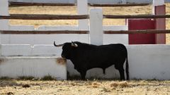Vaquilla bebiendo de un abrevadero