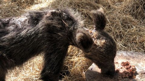 La osezna rescatada en Somiedo evoluciona favorablemente