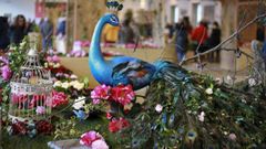 Los colores de la camelia invaden A Peixer�a