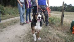 Foto de archivo de una prueba de rastro de jabal�