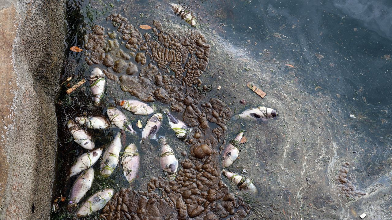 Portos investiga la aparición de peces muertos en la dársena de A Pobra y en una playa de Boiro