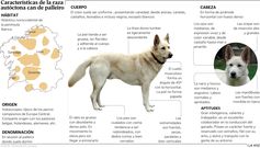 Caracter�sticas de la raza aut�ctona can de palleiro