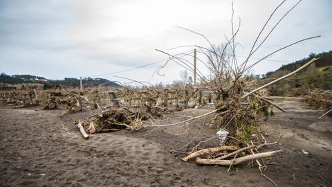 Estado en el que quedaron los terrenos de cultivo del kiwi en el Bajo Nal�n tras el temporal de lluvia