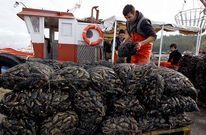 Bateeiros de O Grove pudieron volver ayer al trabajo tras m�s de tres meses de paro forzoso.
