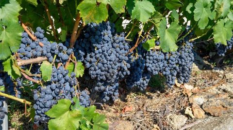 Uvas de la variedad menc�a listas para vendimiar en la ribera e Pinol, en Amandi