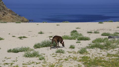 La playa canina de Bens, A Coru�a