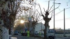 Poda de �rboles en Xinzo que desde el PSOE consideran excesiva