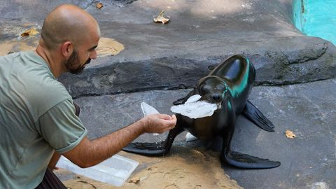 Un cuidador del Zoo de Barcelona ofreciendo un bloque de hielo con pescado a un le�n marino