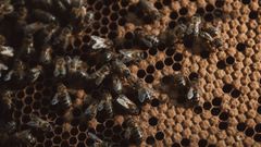 En las jornadas se hablar� tambi�n de la Varroa, un par�sito que afecta a las abejas gallegas
