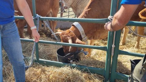 Una vaca bebiendo.