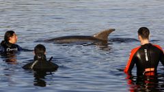 operativo de cemma en outes para liberar al delfin manoli�o del arp�n