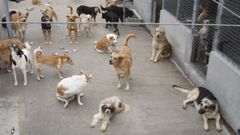 Animales en las instalaciones del albergue canino de Ourense