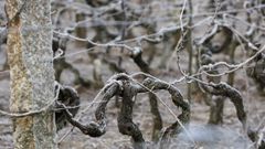 Detalle de un vi�edo en O Ribeiro.