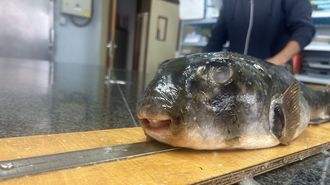 Ejemplar de tamboril de tierra antes de su estudio en el Centro Oceanogr�fico de Vigo