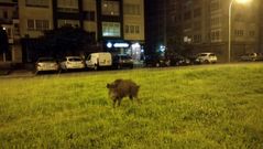 Imagen de archivo de un jabal� en Caranza