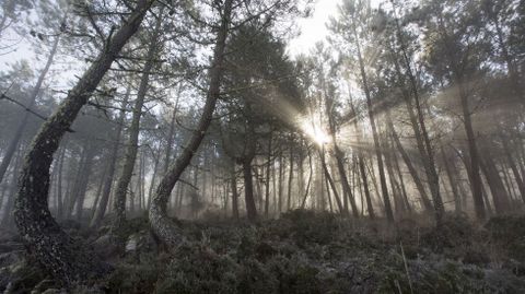 EL SOL INTENTA GANAR LA BATALLA A LA NIEBLA ENTRE LOS PINOS DE UNA DE ZONA DE PINARES DE LA RIBEIRA DE BOLMENTE