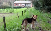 La due�a de la casa viv�a rodeada de basura e incluso con un perro muerto.