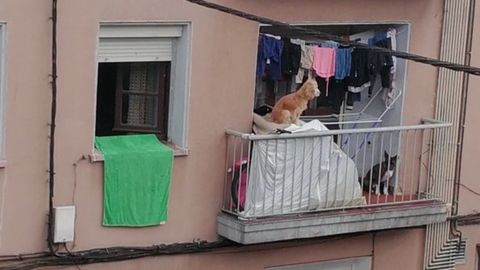 Uno de los perros, subido al tendal