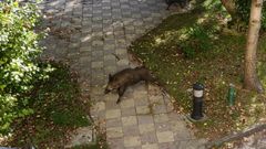 V�deo de un jabal� que se col� en el recinto de la residencia de mayores Mi Casa Ferrol