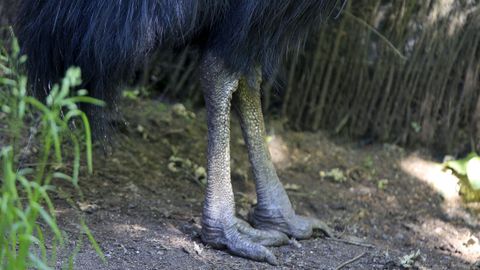 En Avifauna se pueden ver aves de unas 150 especies originarias de todo el mundo. El casuario, un dinosaurio, tiene veinte aos y muy malas pulgas. Usa las patas para atacar