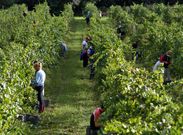 El comienzo de la vendimia en R�as Baixas est� previsto para comienzos de la pr�xima semana. 