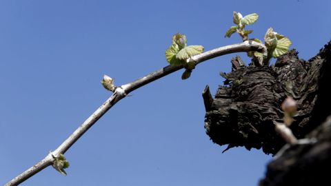 En la mayor�a de las comunidades aut�nomas espa�olas, la superficie de vi�edo est� decreciendo